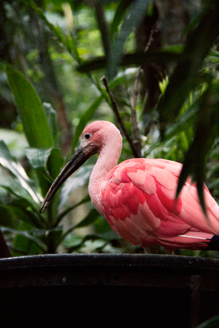 flamingo(Photo ©by Mako Fuwa)